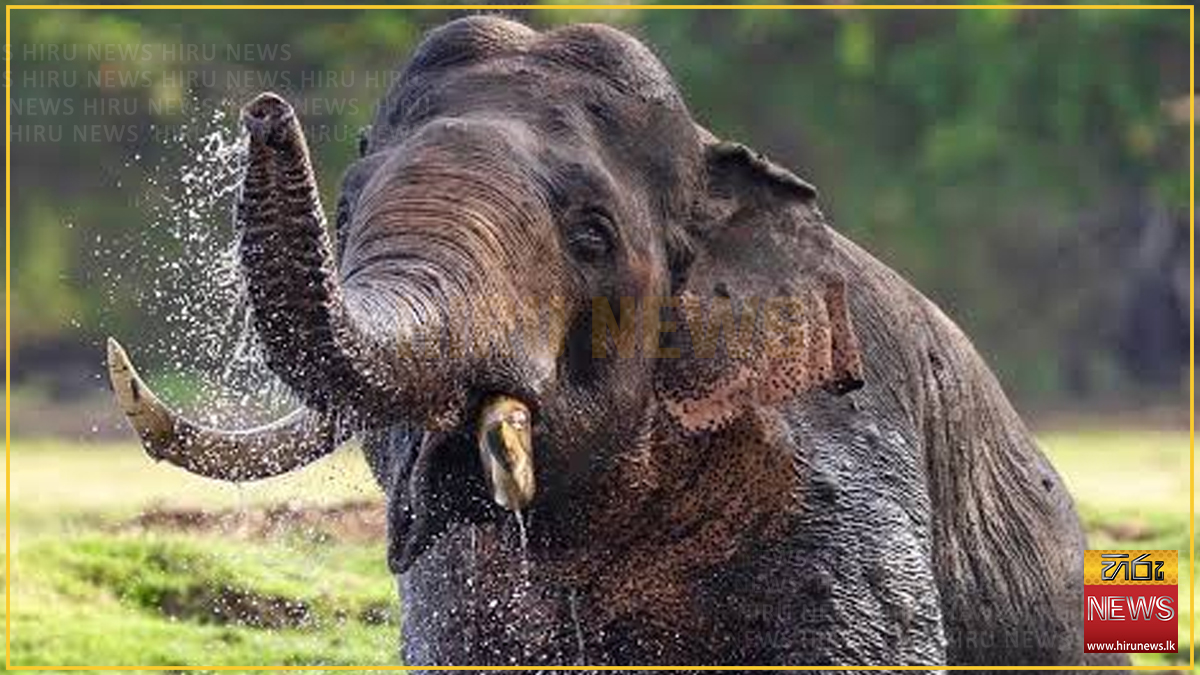 Military team sent to find tusker Agbo on Defence Secretary's orders