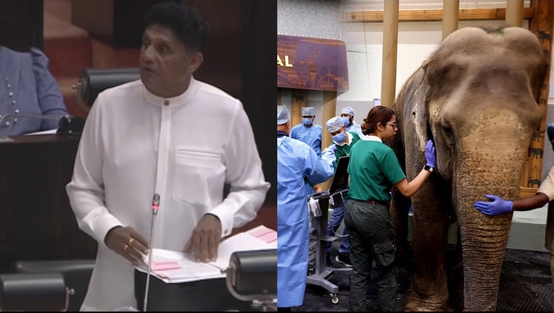 Premadasa proposes armed force and wildlife hospital to protect remaining tuskers