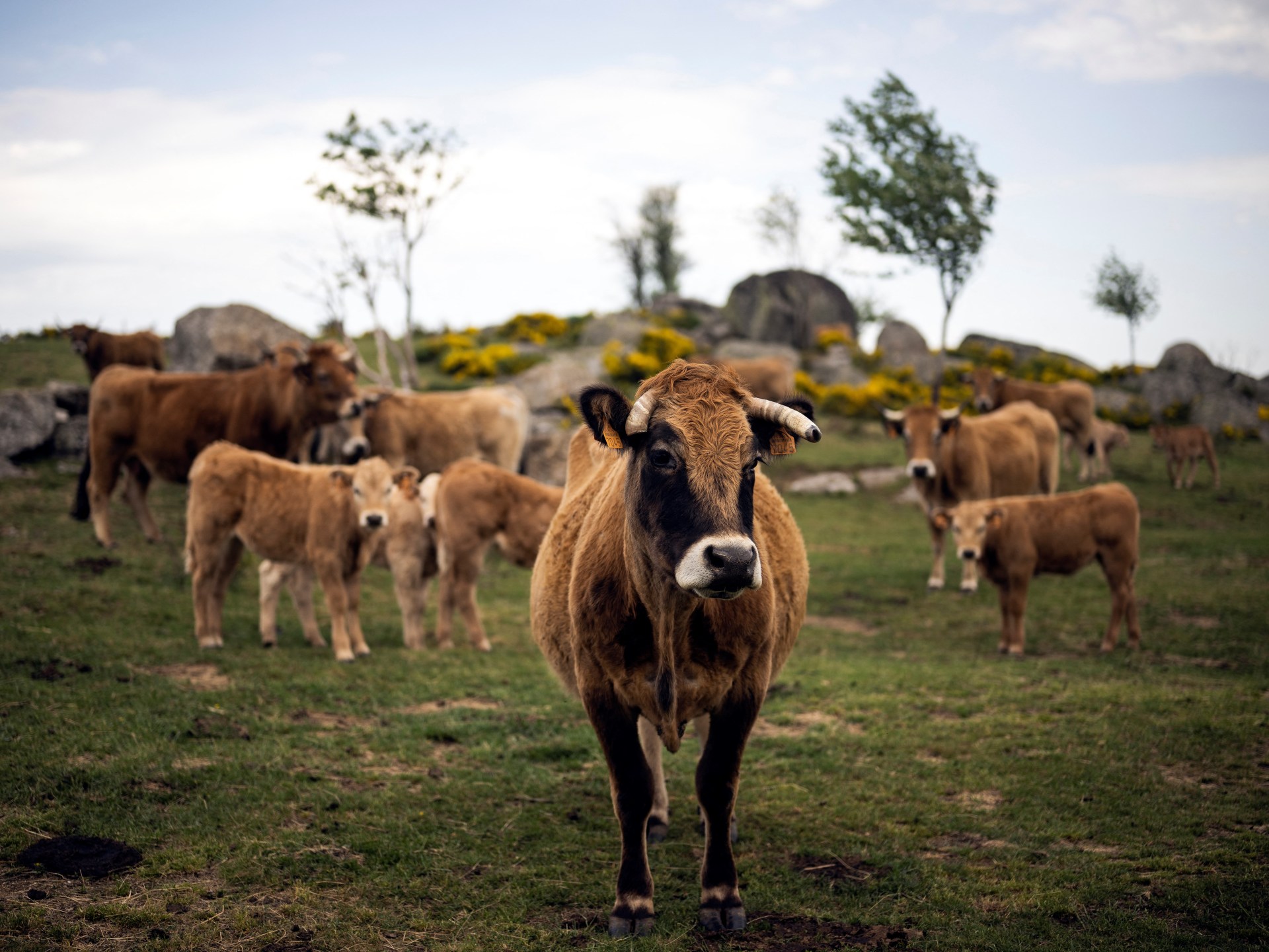 France confirms world's first human case of Shamonda, a cattle virus, after patient dies