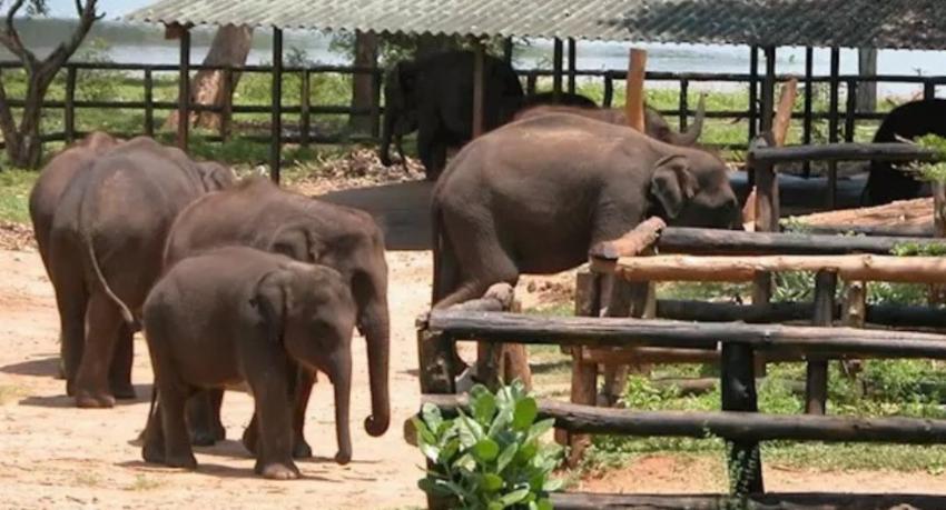 Second elephant transit home planned at Kalahagala, cutting a nine-hour transfer to under two