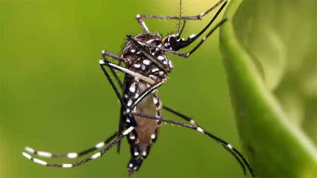 Aedes aegypti's 'multiple feeding' makes it Sri Lanka's deadliest dengue vector, NDCU warns