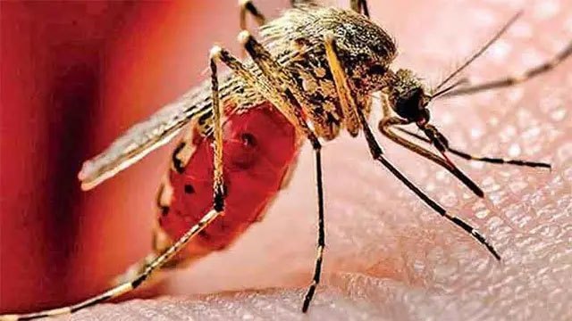 Sri Lanka's dengue cases near 70,000 as Western Province bears the brunt
