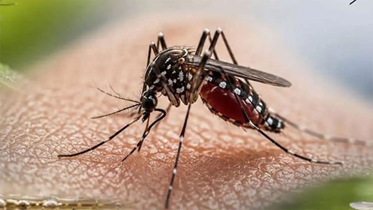 Dengue death toll rises to 49 as legal action taken against over 10,000 premises