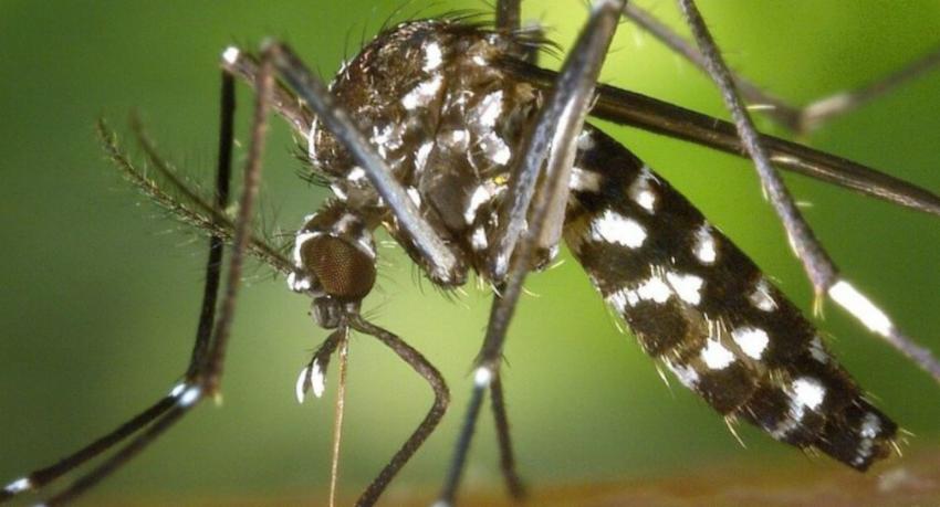 Special dengue eradication drive to target 60 high-risk zones