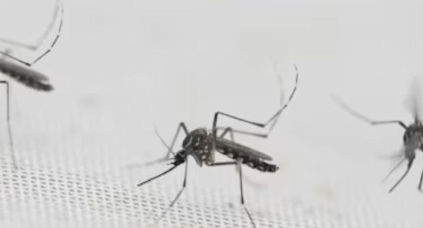 Wolbachia dengue-control programme to begin next month, Health Minister says
