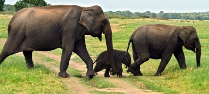 Government clears Wetahirakanda, Hadapanagala and Koholankala elephant corridors of encroachments