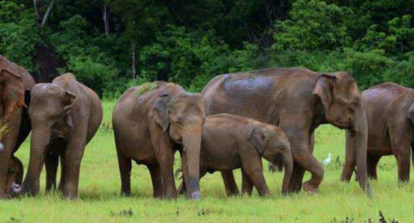 Sri Lanka to gazette three new elephant corridors to curb human-elephant conflict