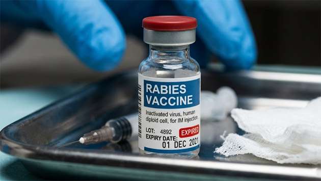 Doctors' union demands Health Ministry response on expired rabies vaccine claim