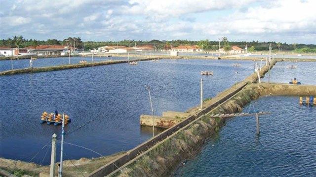 FAO and China launch US$2 million aquaculture project in Sri Lanka and Tanzania