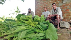 Fertiliser Jumps to $800/MT as Yala Paddy Yields Forecast to Drop 20%, Maize 30%