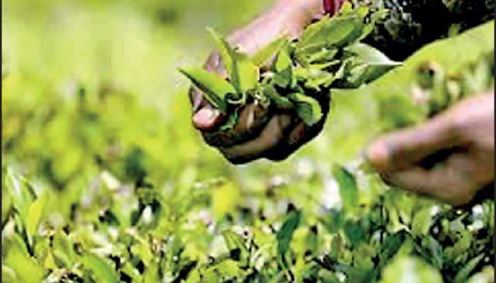 Planters' Association Warns of Second Fertiliser Crisis as Hormuz Chokes Supply