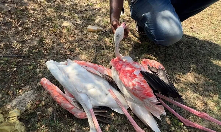 Three flamingos killed by power line collision in Mannar reignite infrastructure concerns