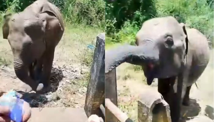 Two fined Rs. 80,000 for feeding wild elephants in Maduru Oya National Park