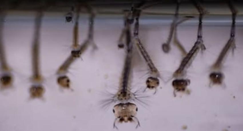 School mosquito larvae density triples to 63% as Sri Lanka dengue risk climbs