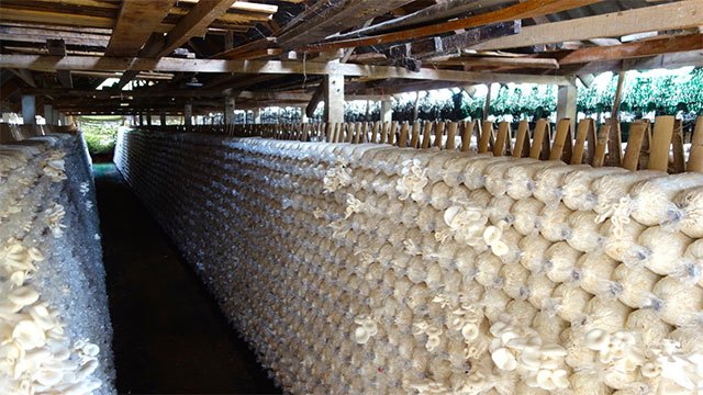 New insurance scheme planned to protect mushroom farmers