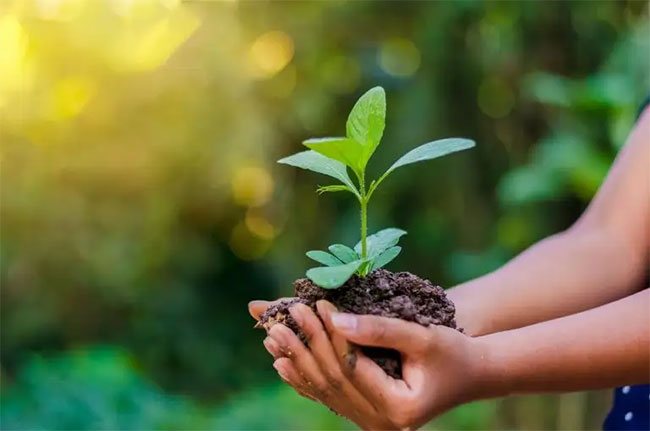 Sri Lanka declares National Environment Week ahead of World Environment Day under 'Let it Sprout' theme