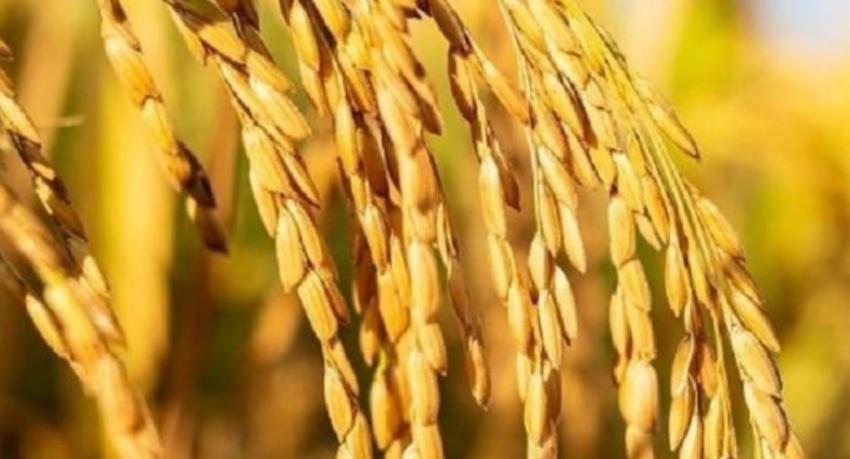 Paddy Marketing Board buys 305MT in first four days of purchasing drive