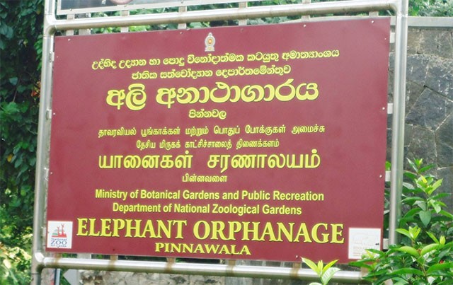 Pinnawala Elephant Orphanage to be developed into research and breeding centre, minister says