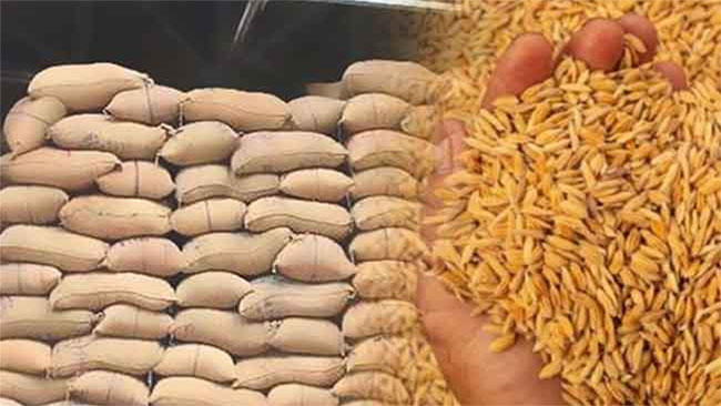 Cabinet Approves Sale of 115,000 MT Paddy Marketing Board Stocks