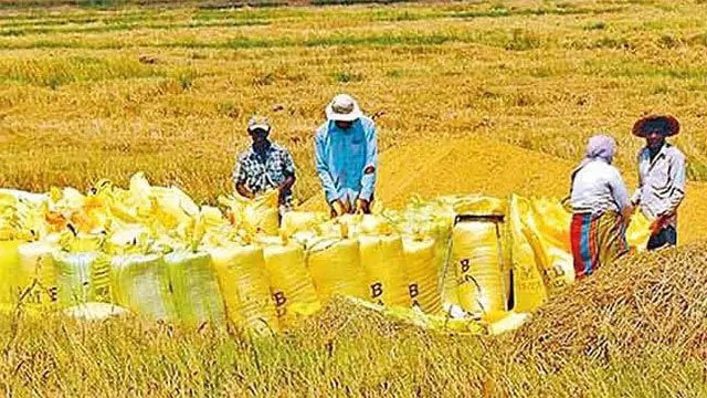Paddy purchasing for 2026 Yala season begins