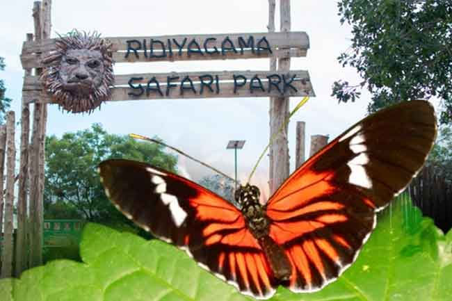 Renovated Ridiyagama butterfly garden to reopen on June 3