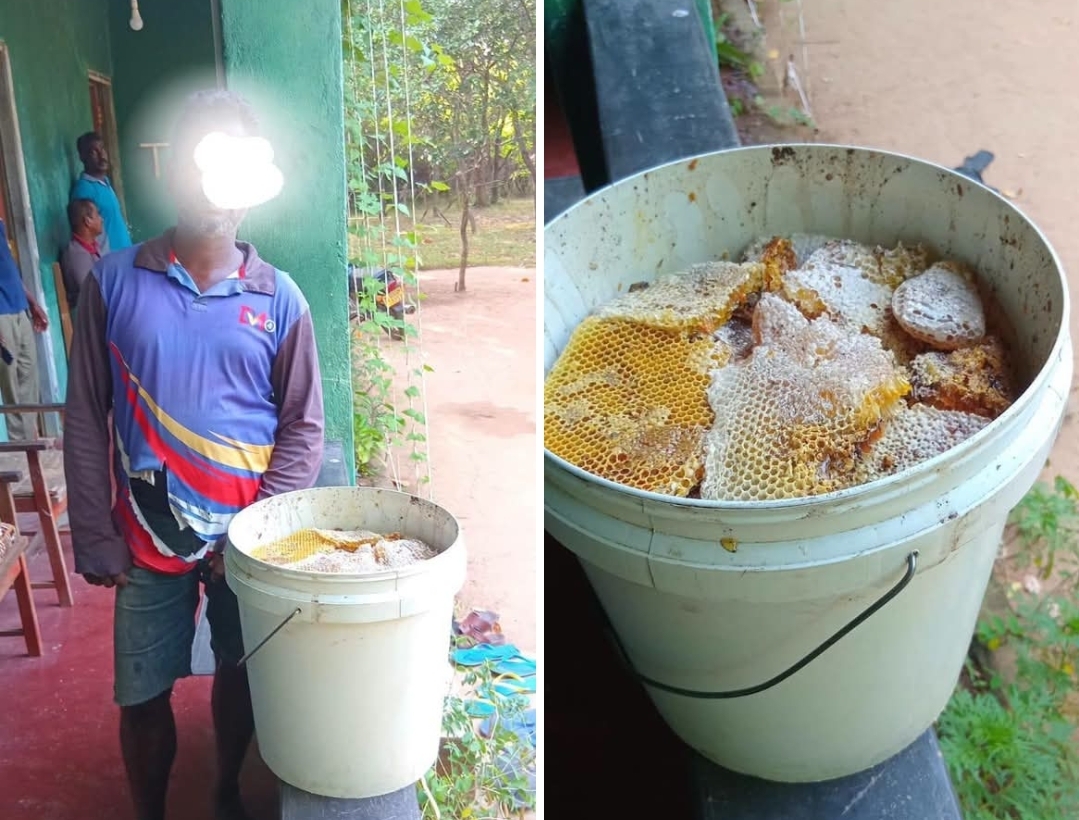 Man arrested for destroying bee colony in Ritigala nature reserve