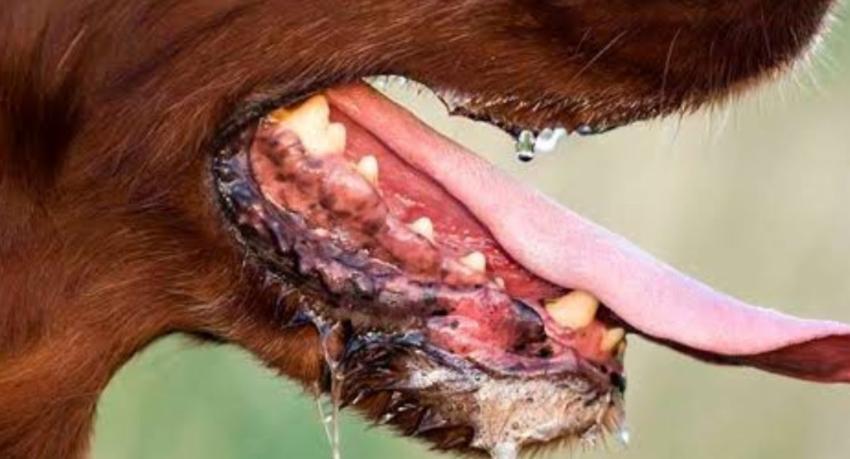 Rabies has claimed 20 lives in Sri Lanka so far this year