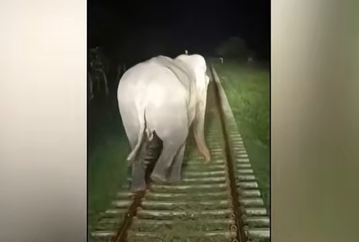 Train driver and wildlife officer prevent collision with wild elephant near Habarana