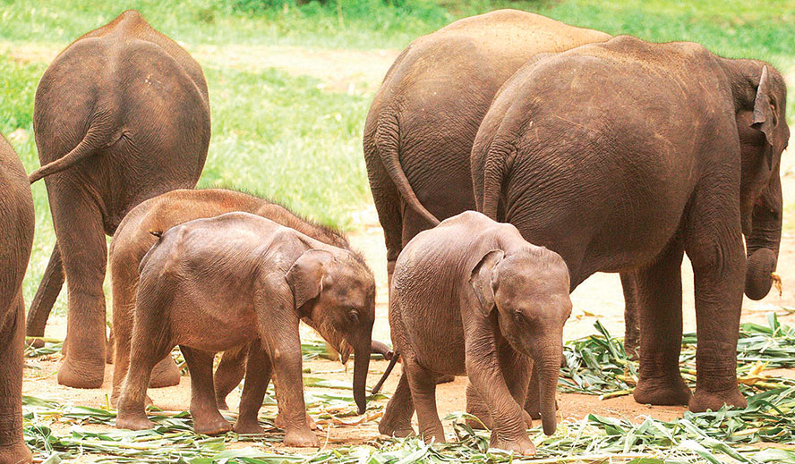 Specialised Wombaroo milk formula delivered to Udawalawe Elephant Transit Home