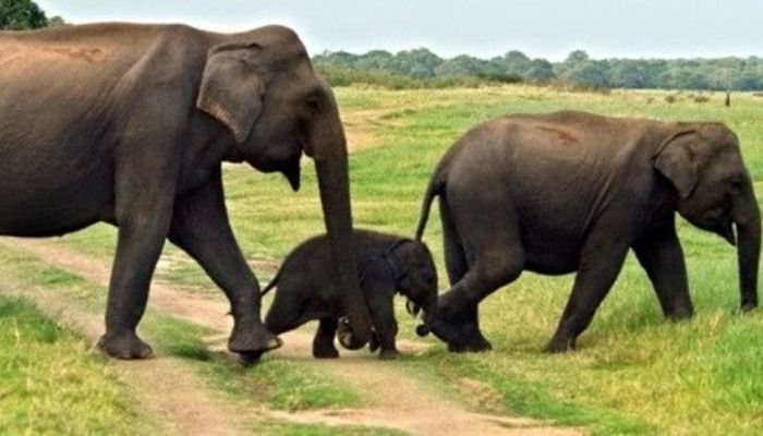 Sri Lanka's wild elephant population rises to 7,451 in 2024 nationwide survey
